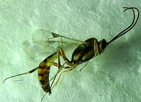 Cremastinae